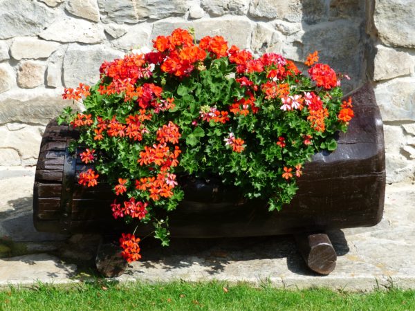 flowers-177404 © Hans – pixabay.com