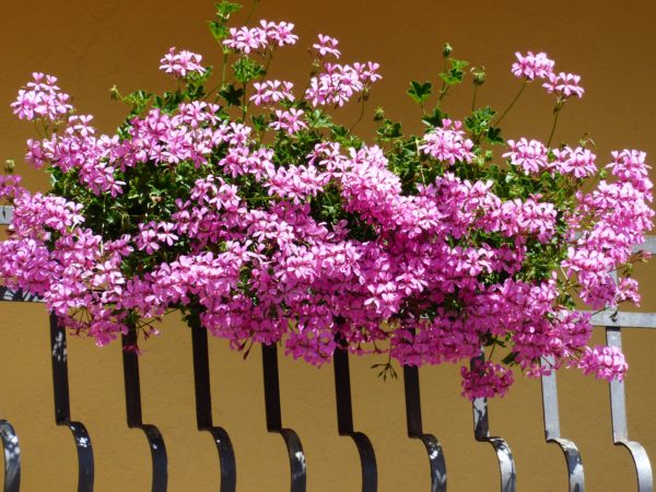 geranium-177327 © Hans – pixabay.com