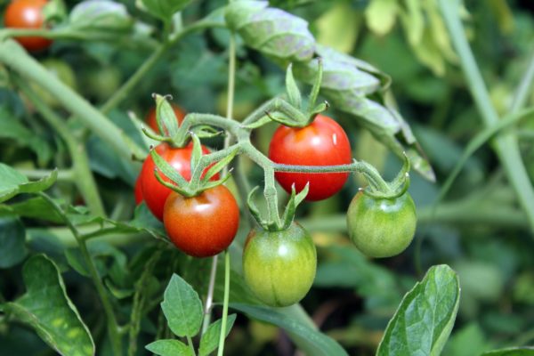 tomatoes-2669861 © _Alicja_ – pixabay.com
